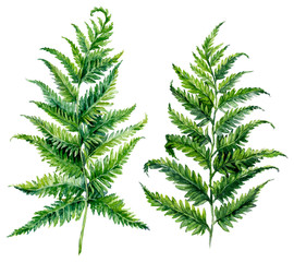 Watercolor Botanical Illustration of Forest Fern