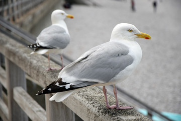 Möwe auf einem Geländer