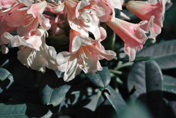 White, soft pink rhododendron flowers, blurry dark turquoise leaves, natural organic background