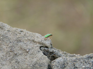 Inseto Verde na Rocha