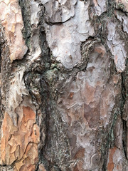 Old dry tree bark. Perfect background with a natural motif. Dry wrinkled multilayer wood surface. Natural pattern created by nature