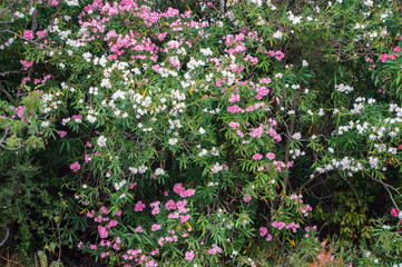 Fototapeta na wymiar Flowers of blossoming trees in Sardinia, Italy.
