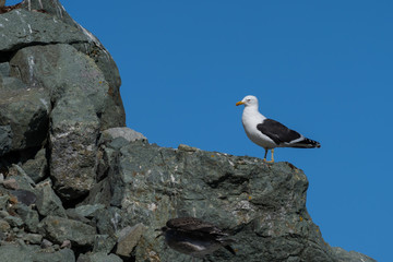 Kelp Gull on rocks at Danco Island in Antarctica