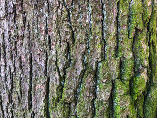 Old oak bark, cracked dry surface with wrinkle pattern. Moss and lichens on a tree trunk. Background with many small details. Close up, green brown and violet texture