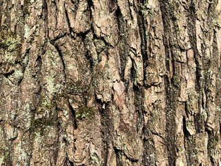 Old oak bark, cracked dry surface with wrinkle pattern. Moss and lichens on a tree trunk. Background with many small details. Close up, green brown and violet texture