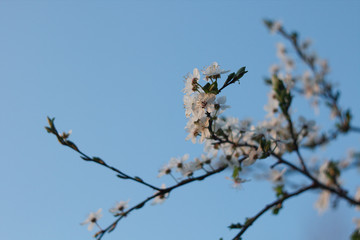 White blossoms in spring