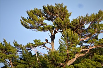 Eagle perched in tree