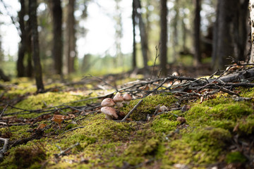 Naklejka na ściany i meble mushrooms in forest