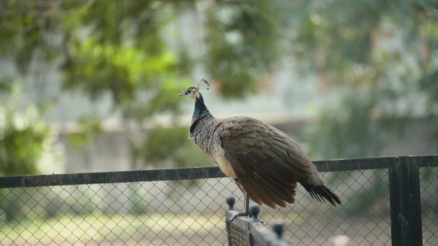 female peacock walks in the park