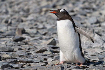 Fototapeta premium Gentoo Penguin on Danco Island in Antarctica