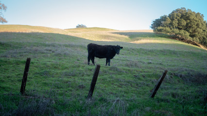 Cow in Field 