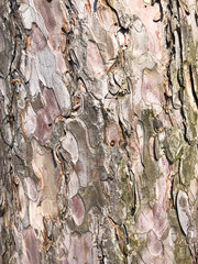 Perfect background with a natural tracery. Old dry tree bark. Dry wrinkled multilayer wood surface. Natural pattern created by nature. Nude colours