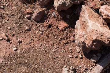Ants on red soil build an ant hill