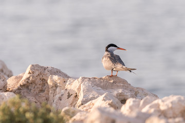 Fototapeta premium Bird on a rock