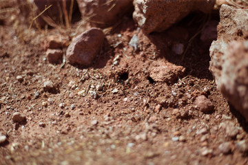 Ants on red soil build an ant hill