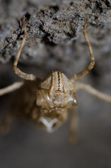 Frontal view of a dragonfly larva exuvia under a rock.