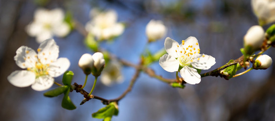 A branch with white spring flowers on a tree. Macro of flowers on a blurry blue background with bokeh.