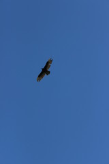 Hawk flying overhead in blue sky no clouds arizona summer