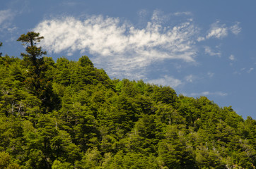 Forest and clouds in the Conguillio National Park.
