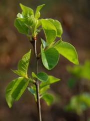 Junger Baum