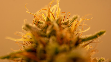 Sweet Mango Cannabis Marijuana Weed In Indoor Macro Close Up