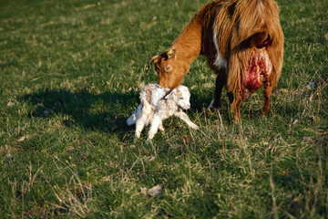 The goat just gave birth to its babies in the field