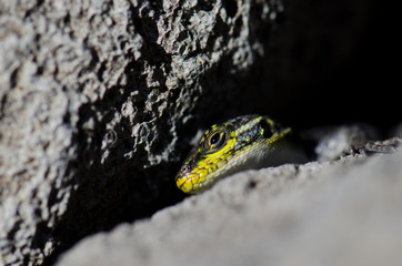 Male of jewel lizard to the entrance of its den under a rock.