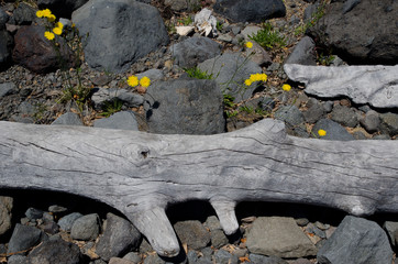 Trunk of dead tree and flowers of catsear.