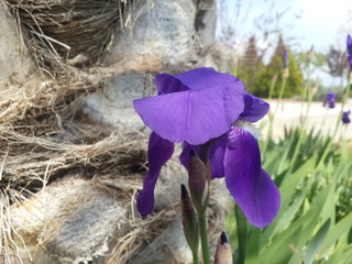 flower in the forest