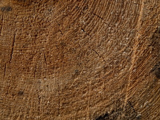 Baum Scheibe