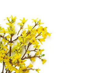 Gałęzie forsycji pokryte żółtymi kwiatami - obrazy, fototapety, plakaty