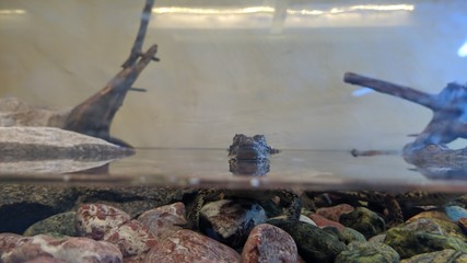Small crocodile in the terrarium with water