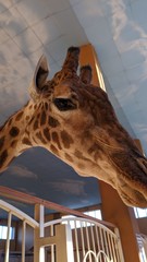 Giraffe head close up in the building of the zoo