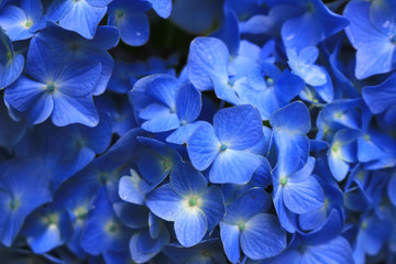 Close up photo of hydrangea flowers with pale ephemeral and pale blue