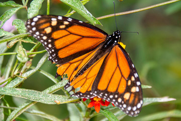 monarch butterfly