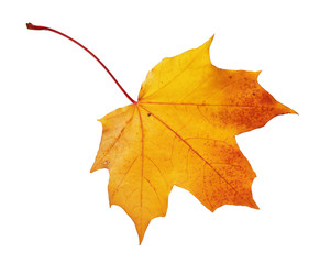 Red, yellow maple leaf on white background, isolated