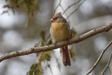Northern Cardinal female on a branch