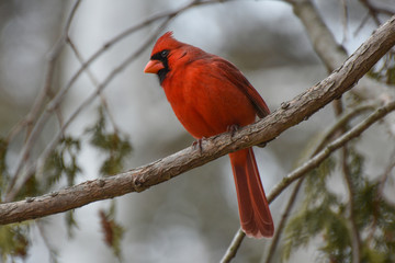 Northern Cardinal male on a branch