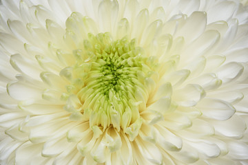 White chrysanthemum flower closeup