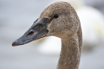 Swan Juvenile Portrait