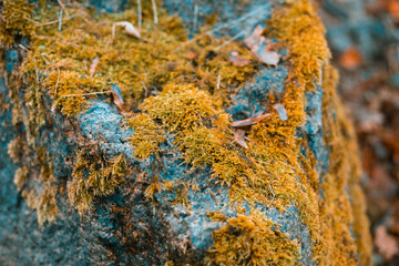 Mold on a wet stone in a forest in nature