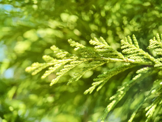 Closeup of cypress tree branch in the hedge in garden. Bright sun in summer nature. Cedar tree, Chameayparis. False cypress conifers in family Cupressaceae Namde from khamai meaning ground
