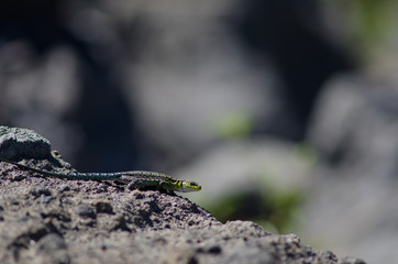 Male of jewel lizard Liolaemus tenuis on a rock.