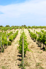 Fototapeta na wymiar Vineyard with rows of grapes growing under a blue sky in Sicily in brown soil. Free copy space.