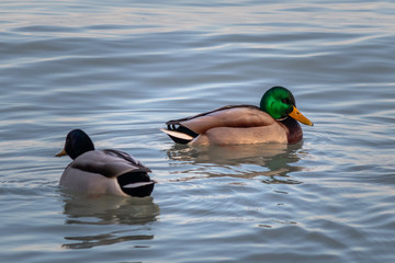Wild ducks swims in the lake. Siofok town on Balaton lake in Hungary.