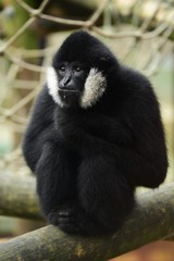 gibbon