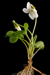 White flowers of the violet with root, lat. Viola odorata, isolated on black background