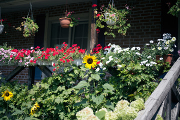 Fototapeta na wymiar Sunflower in the backyard in sunny summer weather