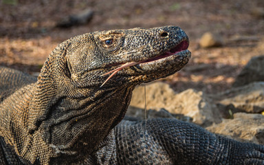 Comodo dragon, monitor lizard, island of KOMODO, Indonesia