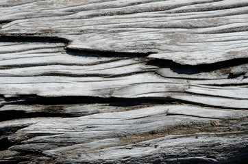 Detail of a trunk of dead tree.